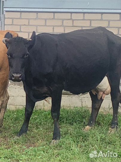 Корова с теленком