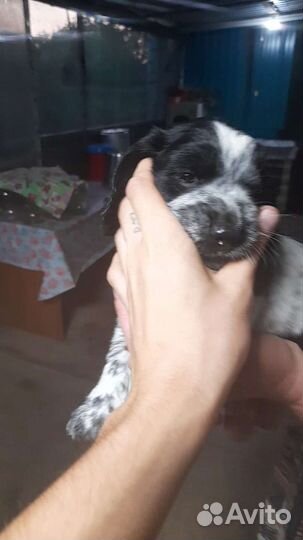 Щенки русского спаниеля