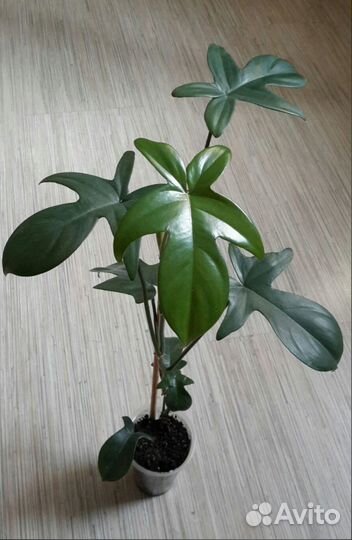 Филодендрон дольчатый Сингониум Жаде Крассула Марн