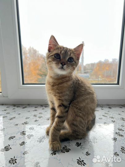 Котик Леопольд