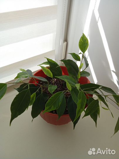 Фикус Бенджамина 