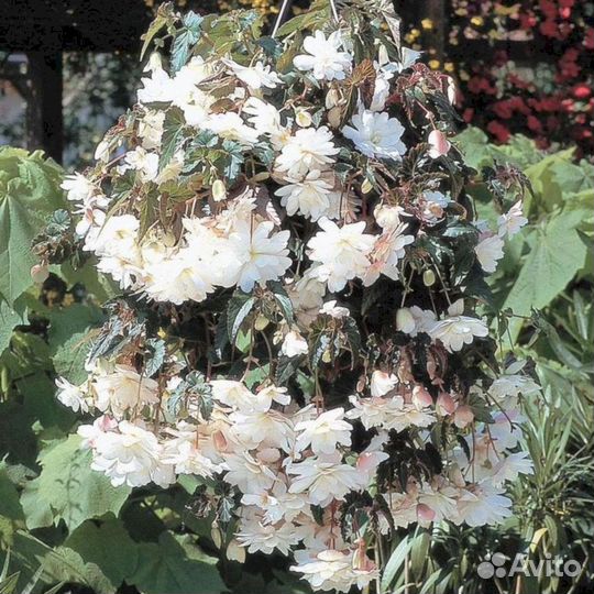 Многолетники Бегония Иллюминейшн Белая (ампельная)