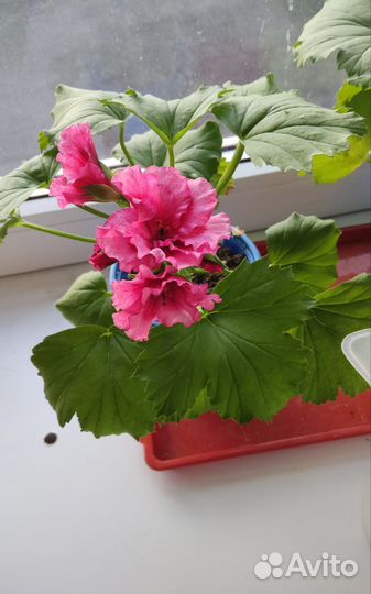 Пеларгония герань