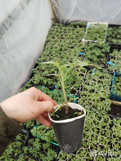 Рассада помидоров из профессиональных семян