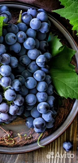 Красностоп виноград технический