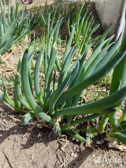 Укроп, лук, редиска