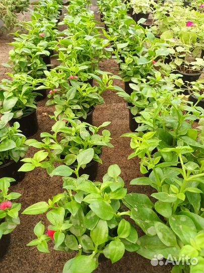 Аптения, кислица, плектрантус, будра и т.д