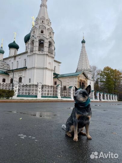 Собака в добрые руки Австралийский хилер