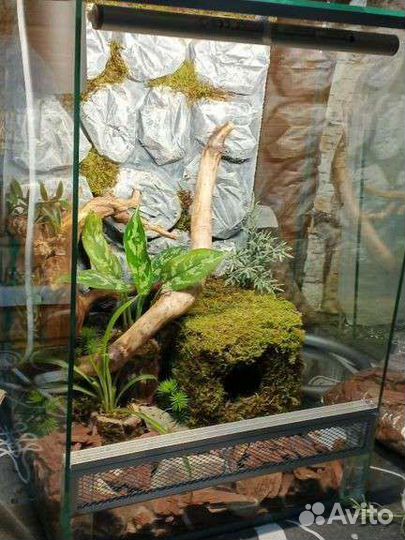 Террариум с оборудованием и декором для эублефара