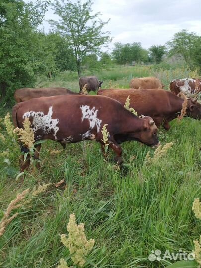 Телята бычки и телки