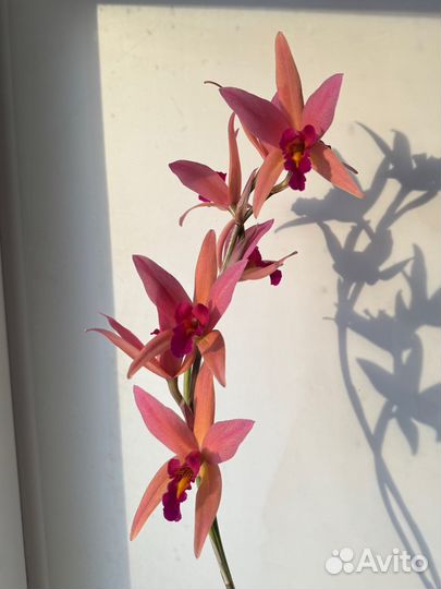 Орхидея каттлея