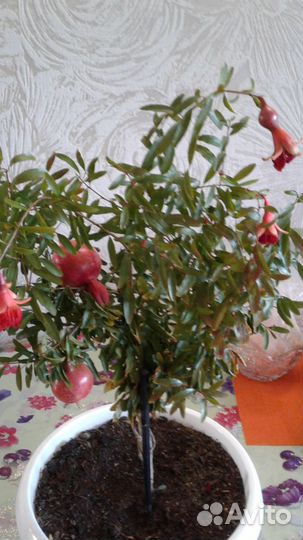 Гранат мини (карликовый)