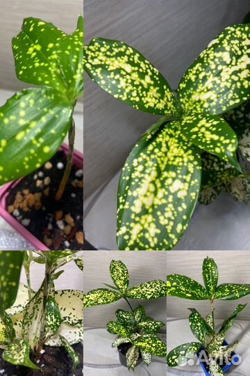 Комнатные растения (ч.1)