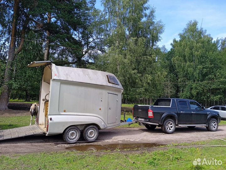 Перевоз лошадей