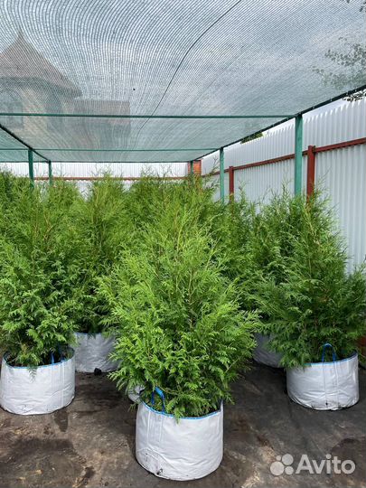 Туя Брабант 1,2-1,4 м оптом