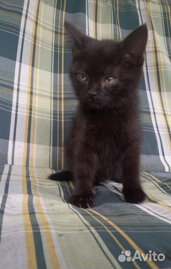 Черный котенок