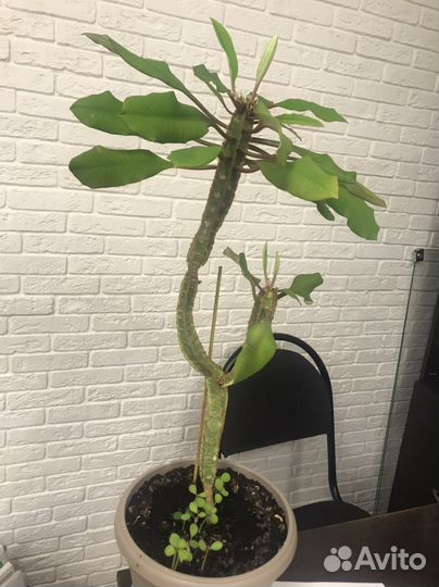 Молочай (детки)