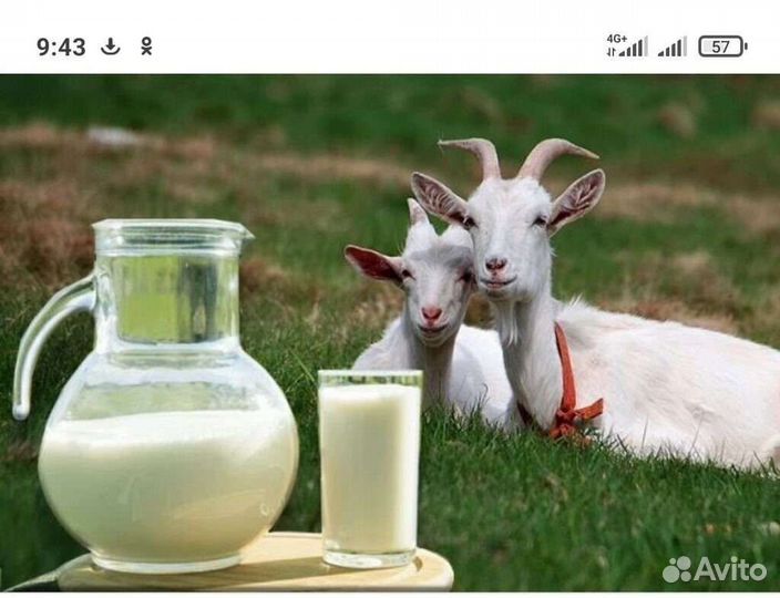 Козье молоко