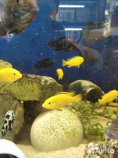 Аквариумные рыбки