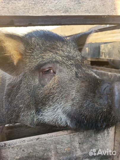 Вьетнамский хряк