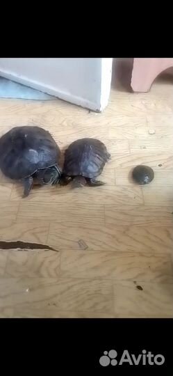 Черепахи