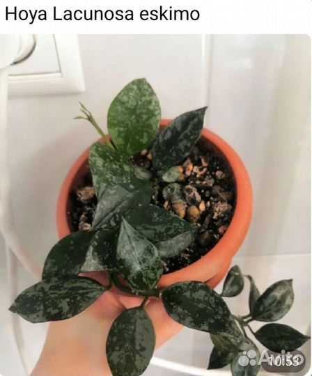 Дисхидия овата, хойя, набором