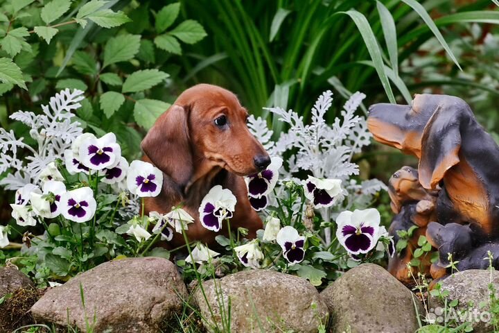 Щенки таксы миниатюрной и кроличьей гладкошерстной
