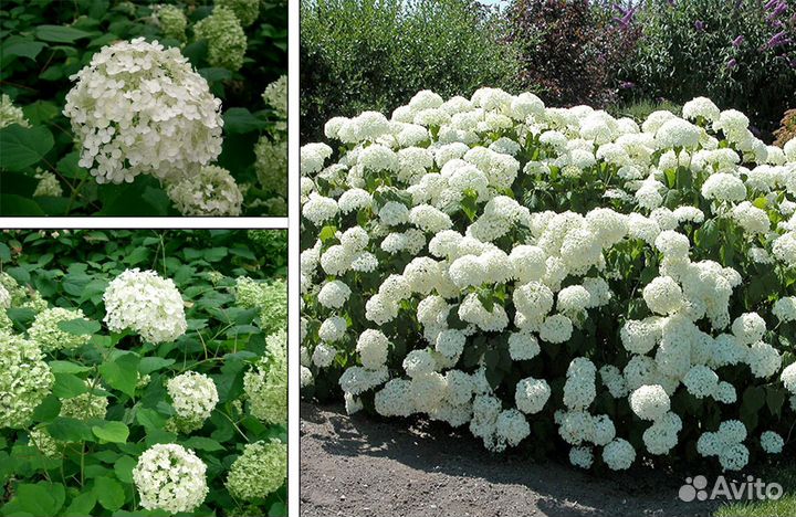 Продажа декоративных многолетников и хвойных