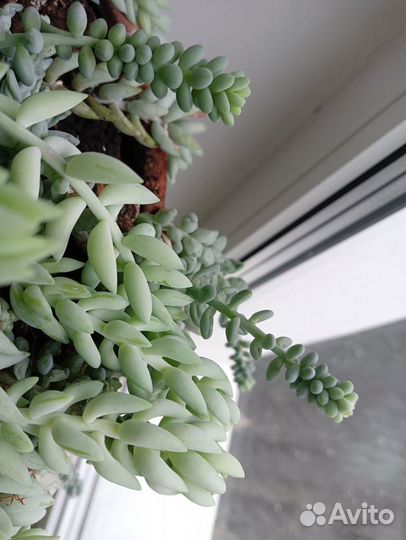 Суккулент. Седум буррито