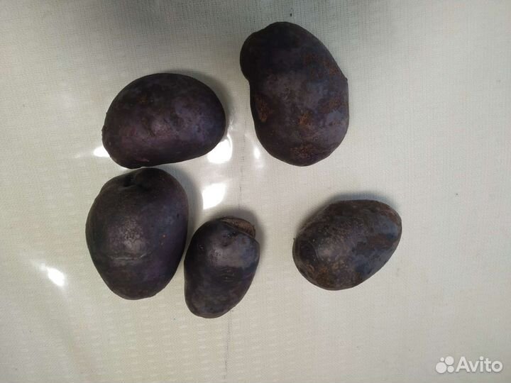 Картофель фиолетовый