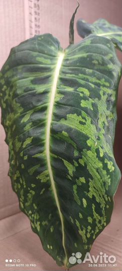 Диффенбахия рефлектор