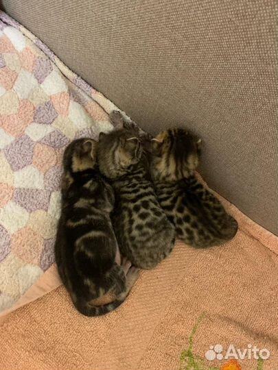 Бенгальская