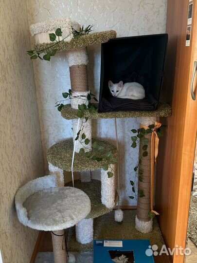Когтеточка домик для кошки