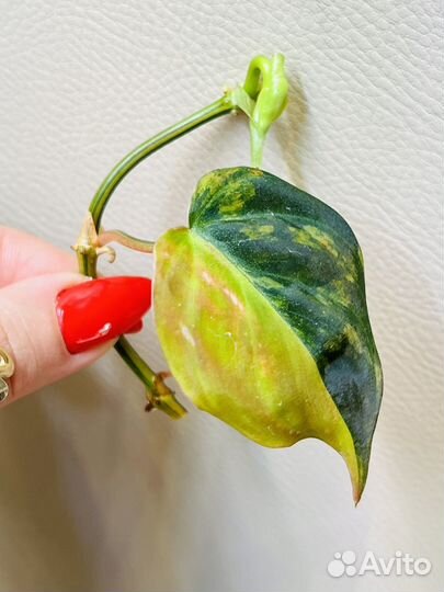 Филодендрон карло,миканс вариегатный и другие