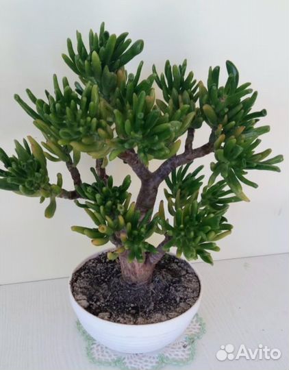 Кактусы и суккуленты