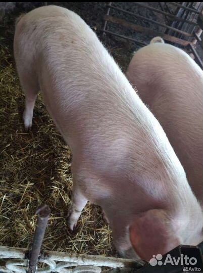 Хряк ландрас