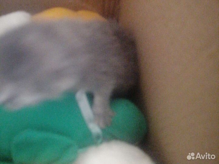 Котенок, 2 недели