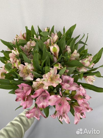 Альстромерия букет