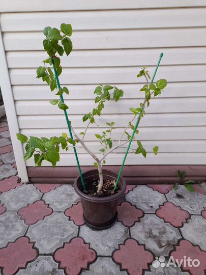 Китайская роза