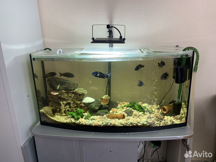 Аквариум 250 л