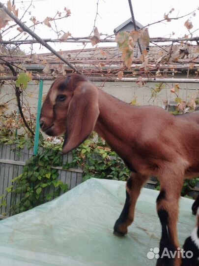 Англо нубийские козлята