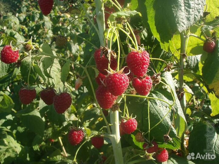 Саженец Малины Сладкая