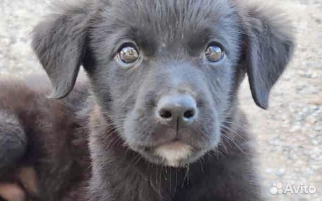 Метисы лабрадора в дар