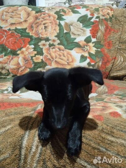 Щенок породистый той - терьер