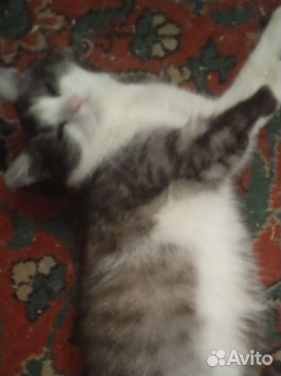 Кошка в дар бесплатно