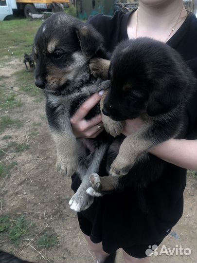 Щенята большой собаки