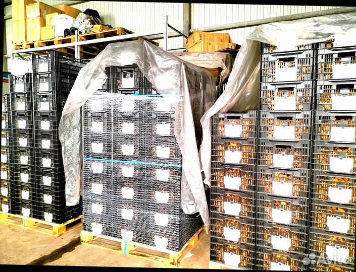 Луковицы тюльпанов микс оптом