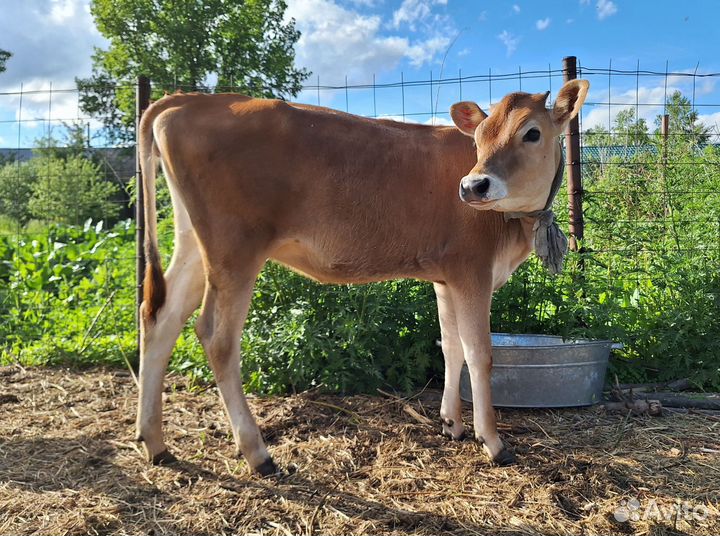 Коровка джерси