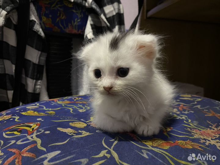 Котята в добрые руки бесплатно