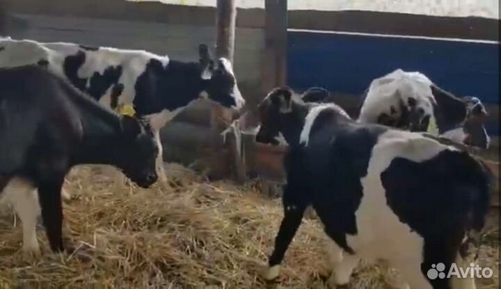 Бычки и телята
